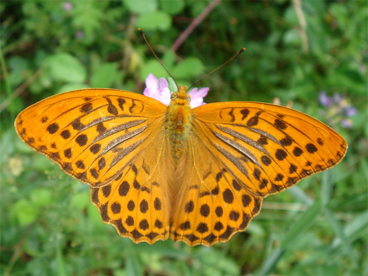 Vlinders